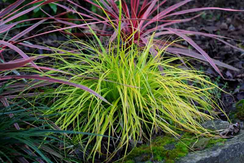 Carex Oshimensis 'Everillo', Japanese Sedge 'Everillo', Evergreen sedge, Evergreen Japanese Sedge, Ornamental grasses,
